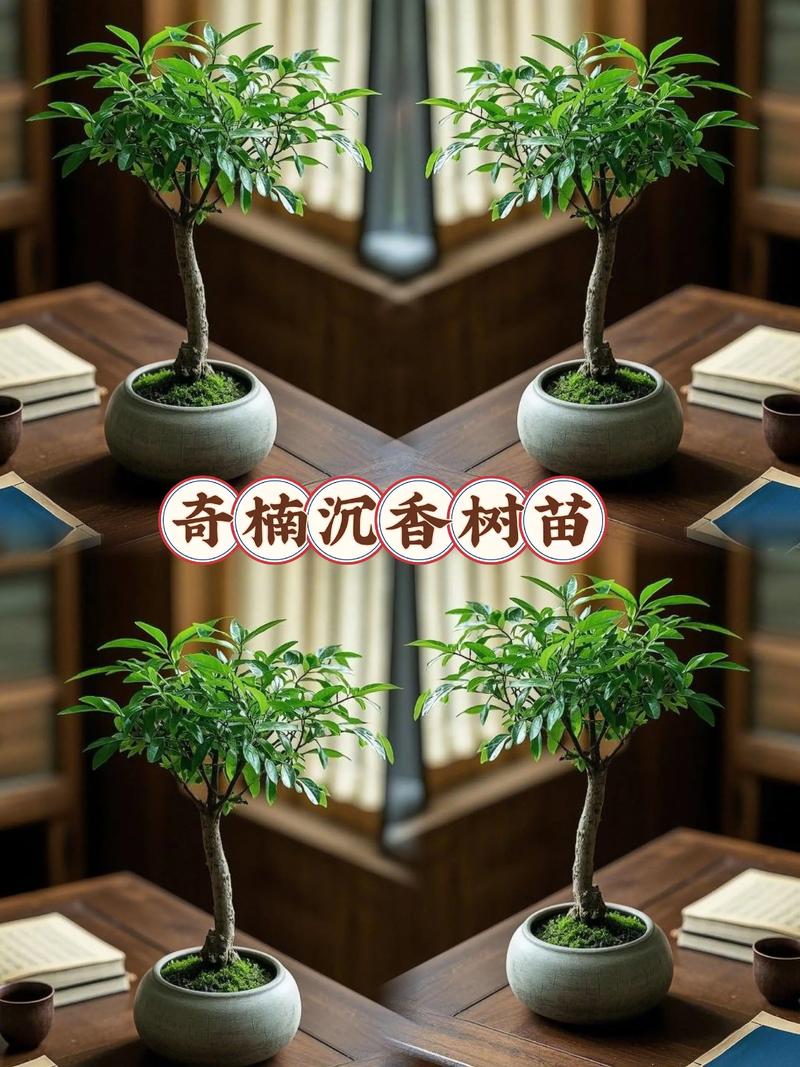 六、结语