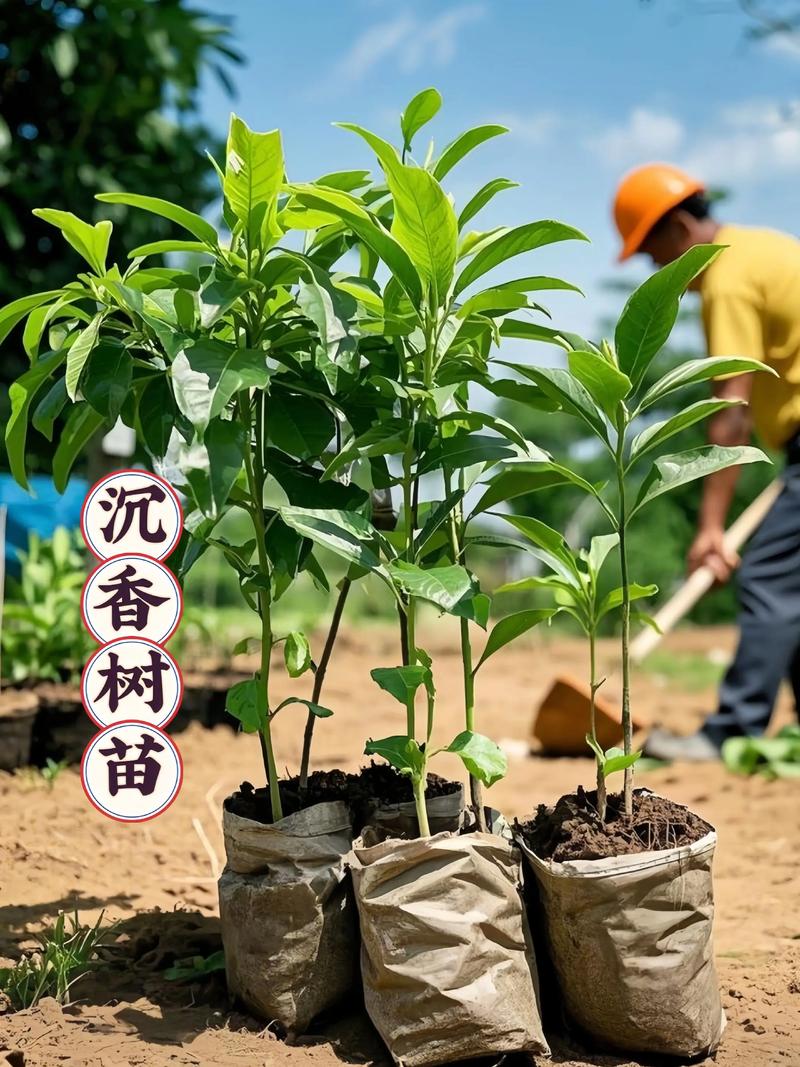 五、适种区域总结