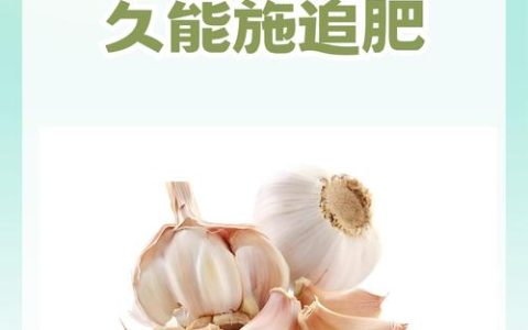 家庭种大蒜全攻略：从施肥到收获的实用养护指南