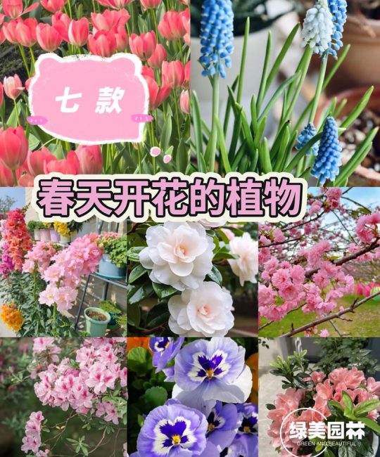 春天的开的花都有什么？春日花园赏花指南与推荐