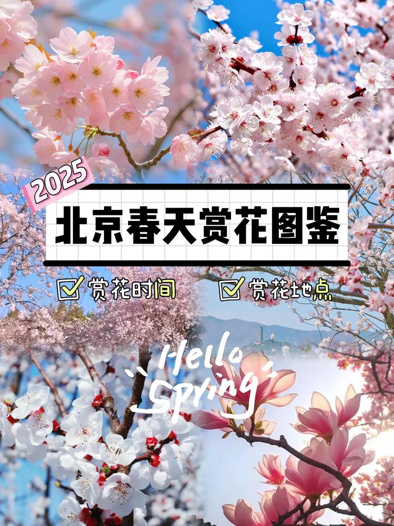 春天的开的花都有什么?春日花园赏花指南与推荐 四、其他春日特色花卉