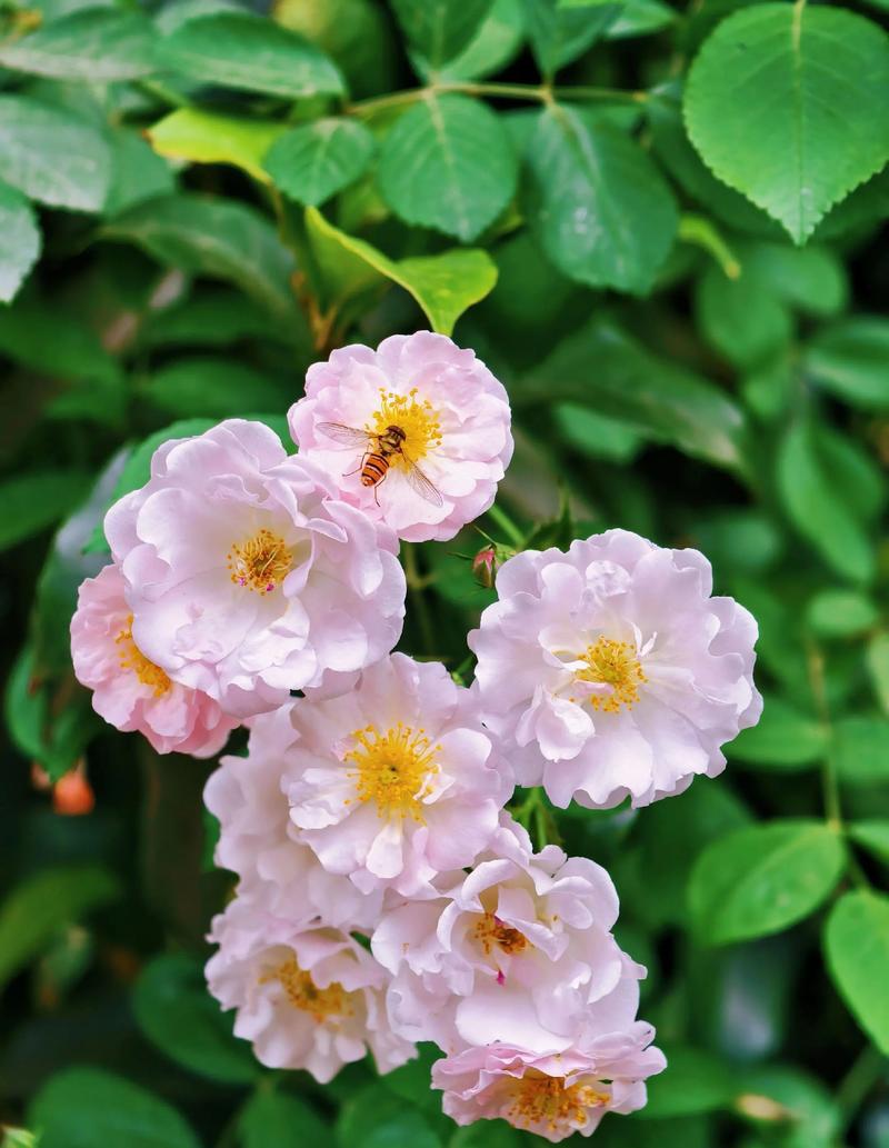 春天的开的花都有什么?春日花园赏花指南与推荐 结语