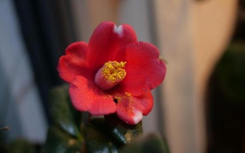 山茶花价格一般多少？2025年市场参考与五大影响因素详解