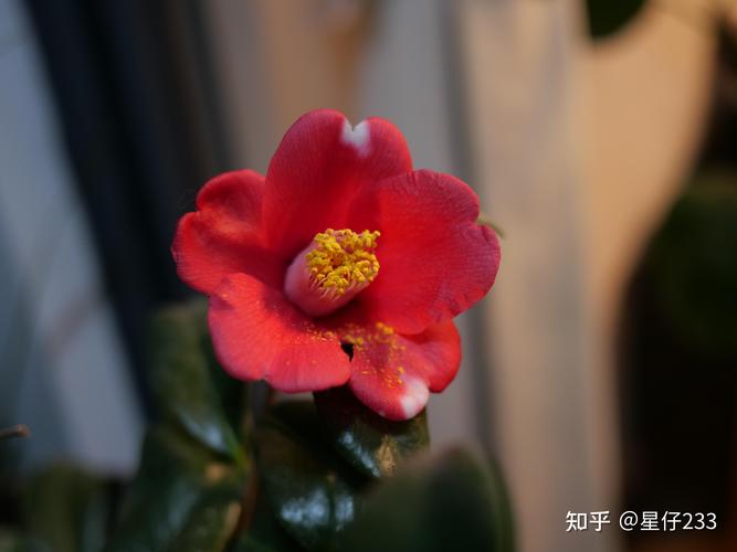 山茶花价格一般多少?2025年市场参考与五大影响因素详解 价格快速参考