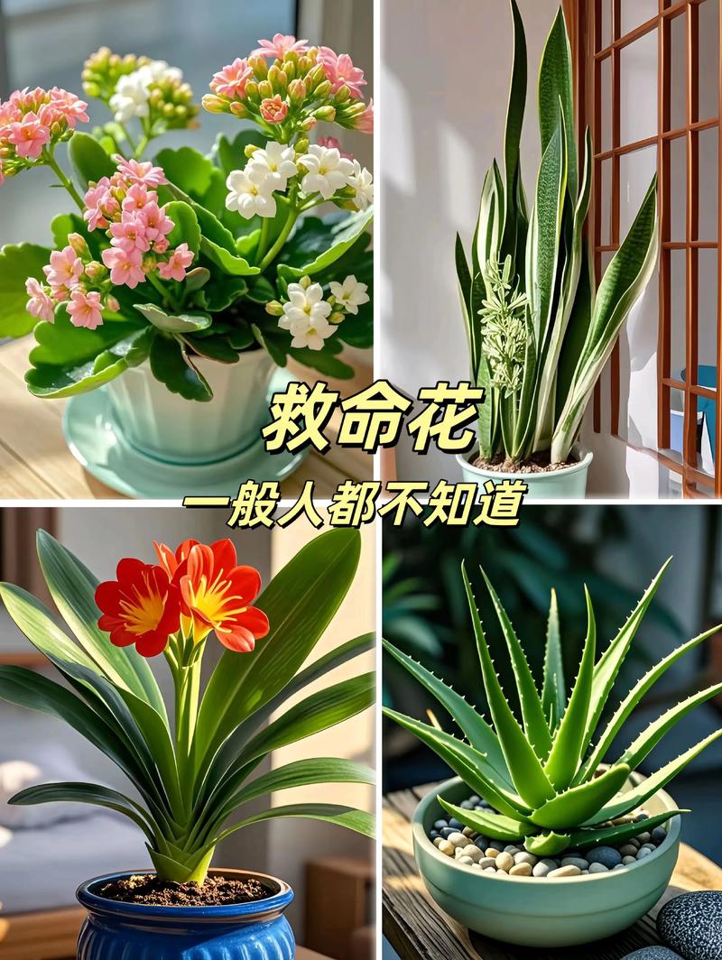 房间养花有什么讲究?从选对植物到摆放技巧,室内绿植养护全攻略 三、房间养花的“3个不要”