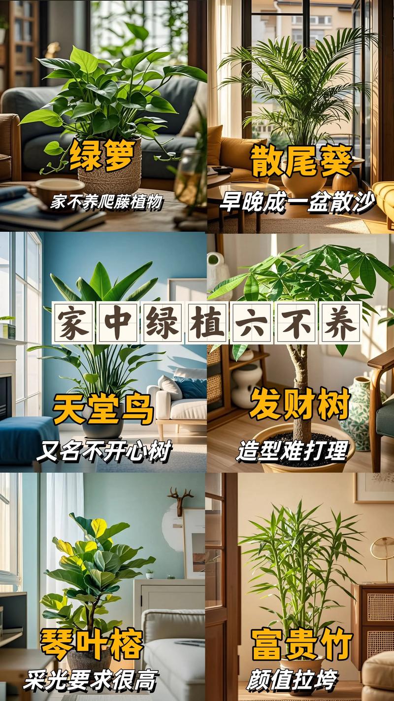 房间养花有什么讲究?从选对植物到摆放技巧,室内绿植养护全攻略 二、房间养花的八大讲究
