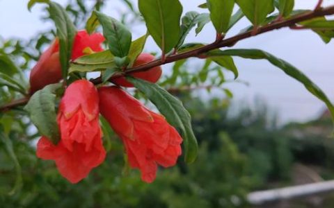 石榴树几月份开花？详解石榴花期、促花技巧与常见问题