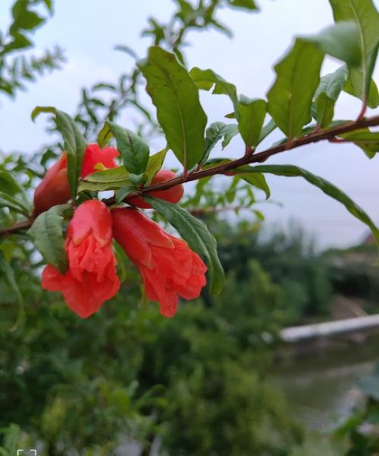 石榴树几月份开花？详解石榴花期、促花技巧与常见问题