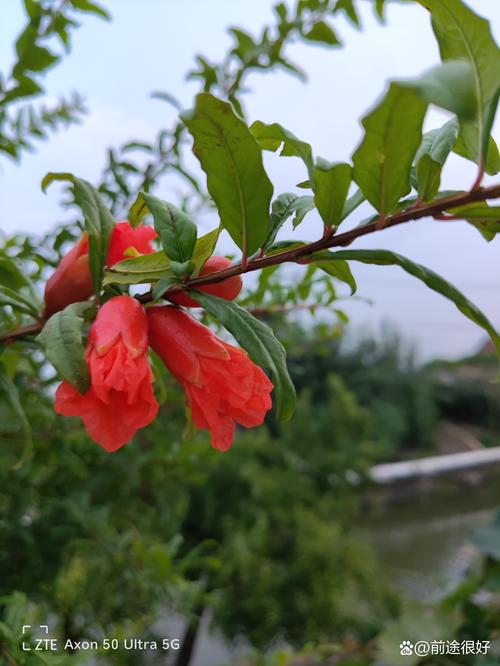 石榴树几月份开花?详解石榴花期、促花技巧与常见问题 石榴树几月份开花?详解石榴花期、促花技巧与常见问题
