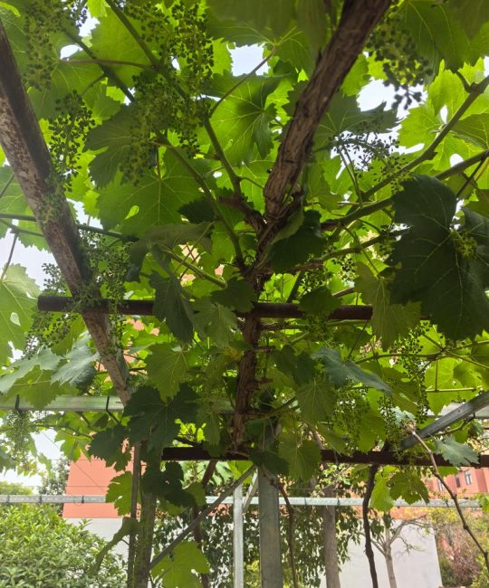 房顶种葡萄树完全可行：品种选择、容器准备与关键养护指南