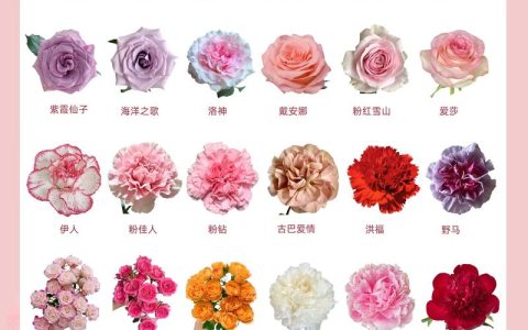 花店里有什么花？常见鲜花种类与选购指南