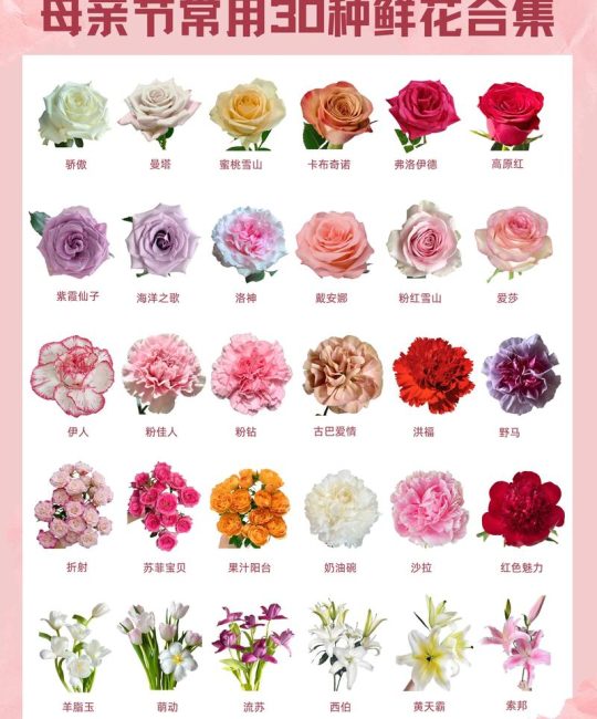 花店里有什么花？常见鲜花种类与选购指南