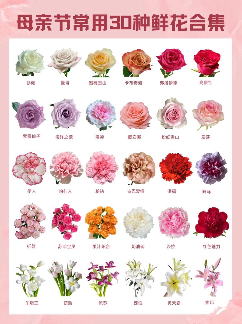 花店里有什么花?常见鲜花种类与选购指南 一、永远的主角:玫瑰与月季