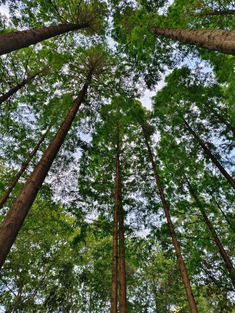 毛白杨:又高又直的树中典范 毛白杨:又高又直的树中典范