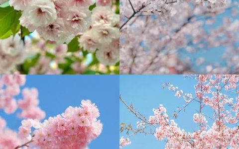 平潭樱花在哪里？一篇详尽的赏樱与园艺指南