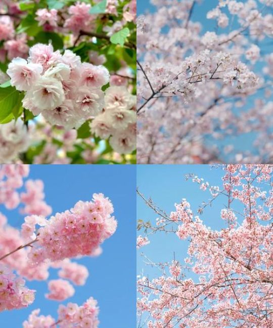 平潭樱花在哪里？一篇详尽的赏樱与园艺指南