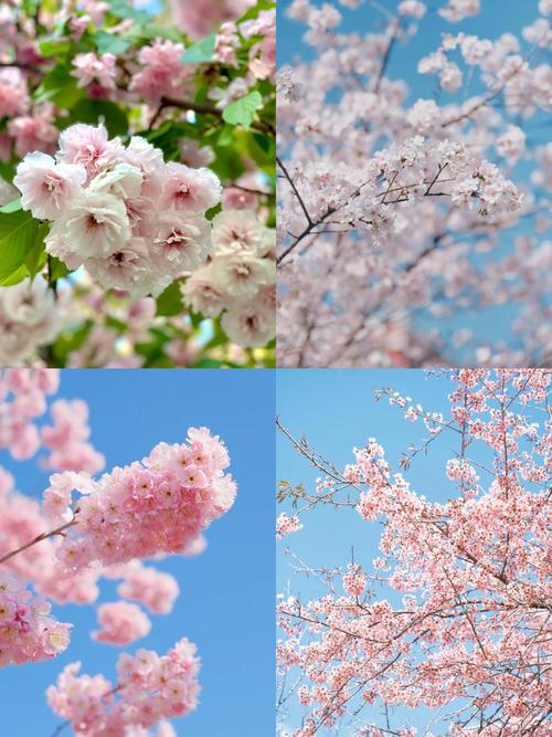 平潭樱花在哪里？——解锁海岛上的粉色秘境