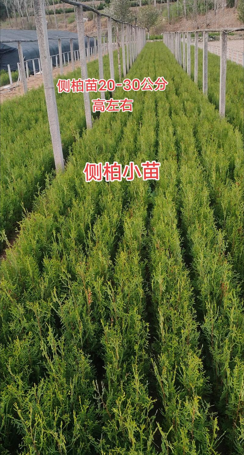 修剪养护中的常见误区