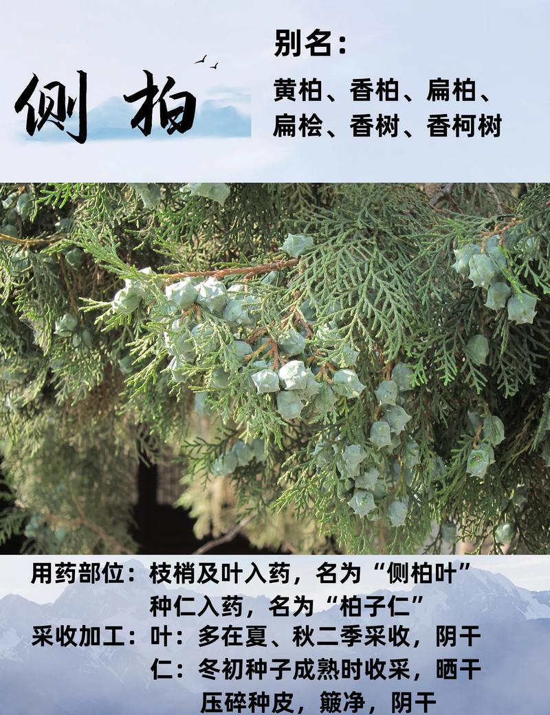 绿篱成型速度与密植距离标准
