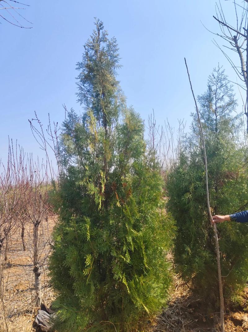 修剪频率与年生长量管理