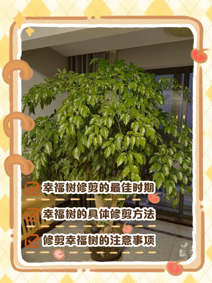 换盆/田间管理：修剪与换盆协同，打造强健根系