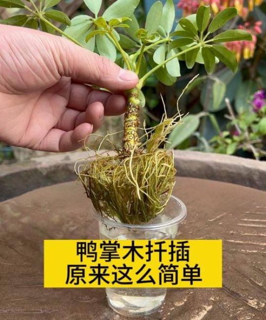 鸭掌木夏季扦插全指南：温度、基质与操作细节决定成活率