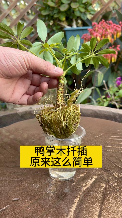 先说结论：夏季能扦插，但有条件