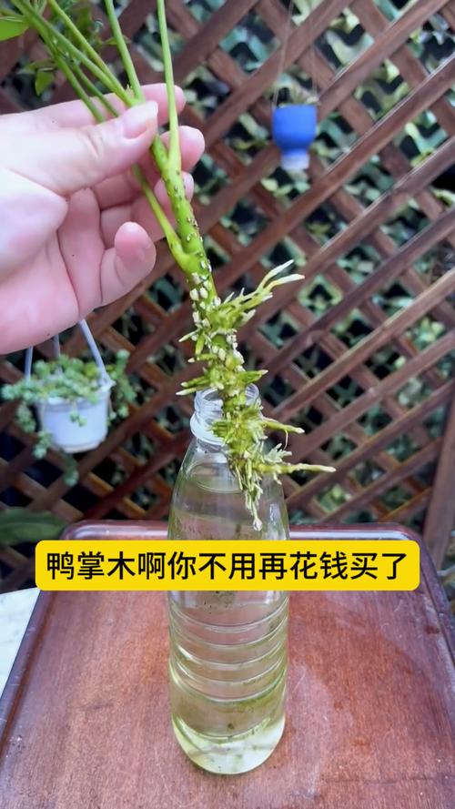 二、插穗处理与激素使用