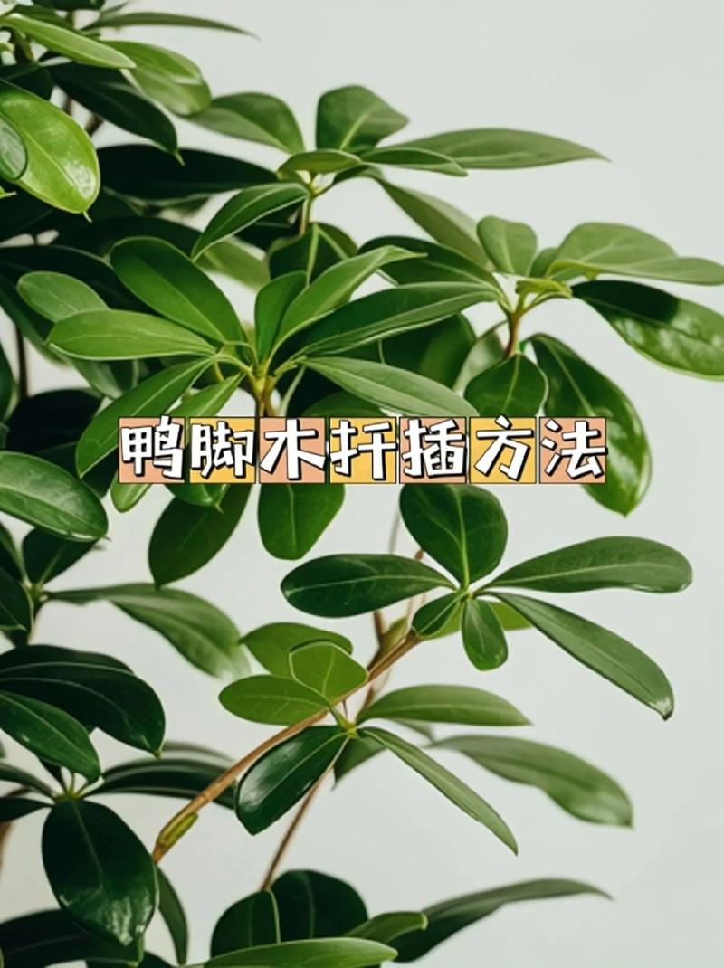 五、生根后的管理与移栽时机