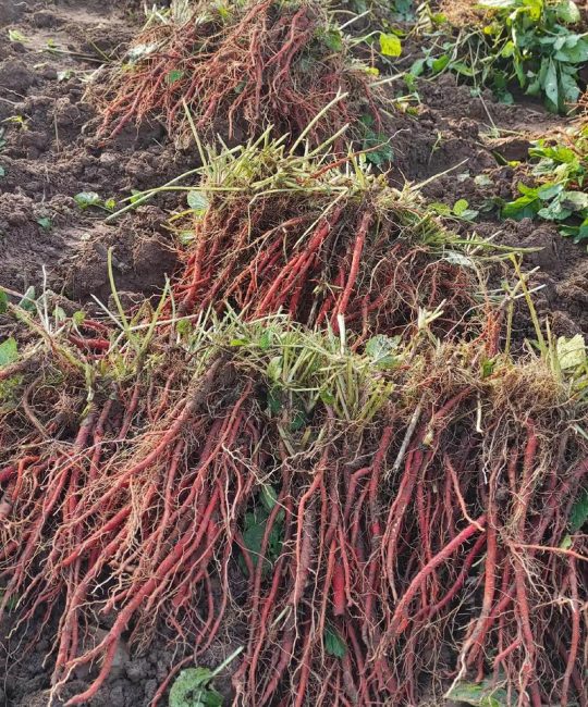 丹参能重茬种植吗？多年重茬经验总结：这样轮作才能防根腐