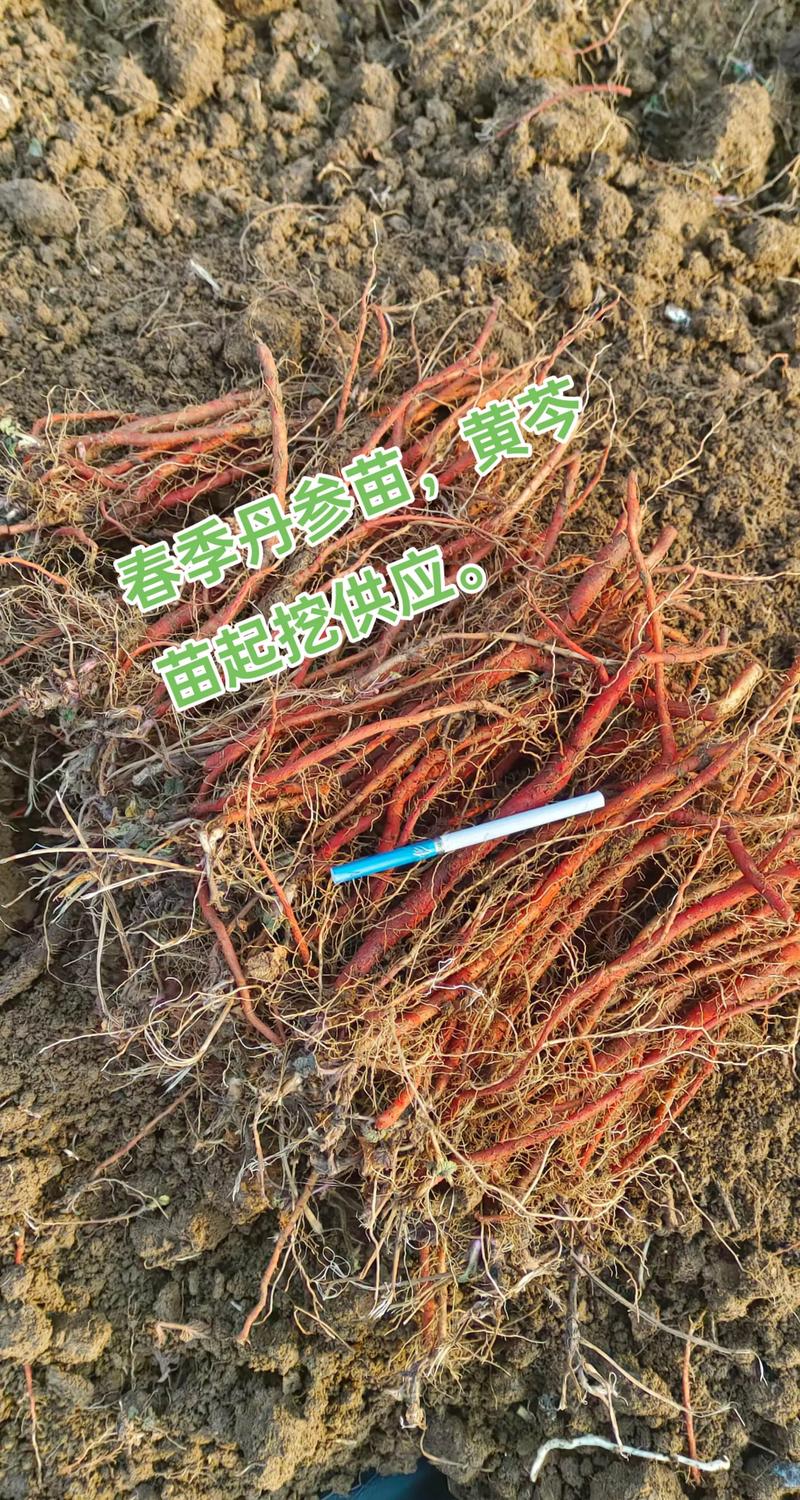 二、土壤环境与整地标准