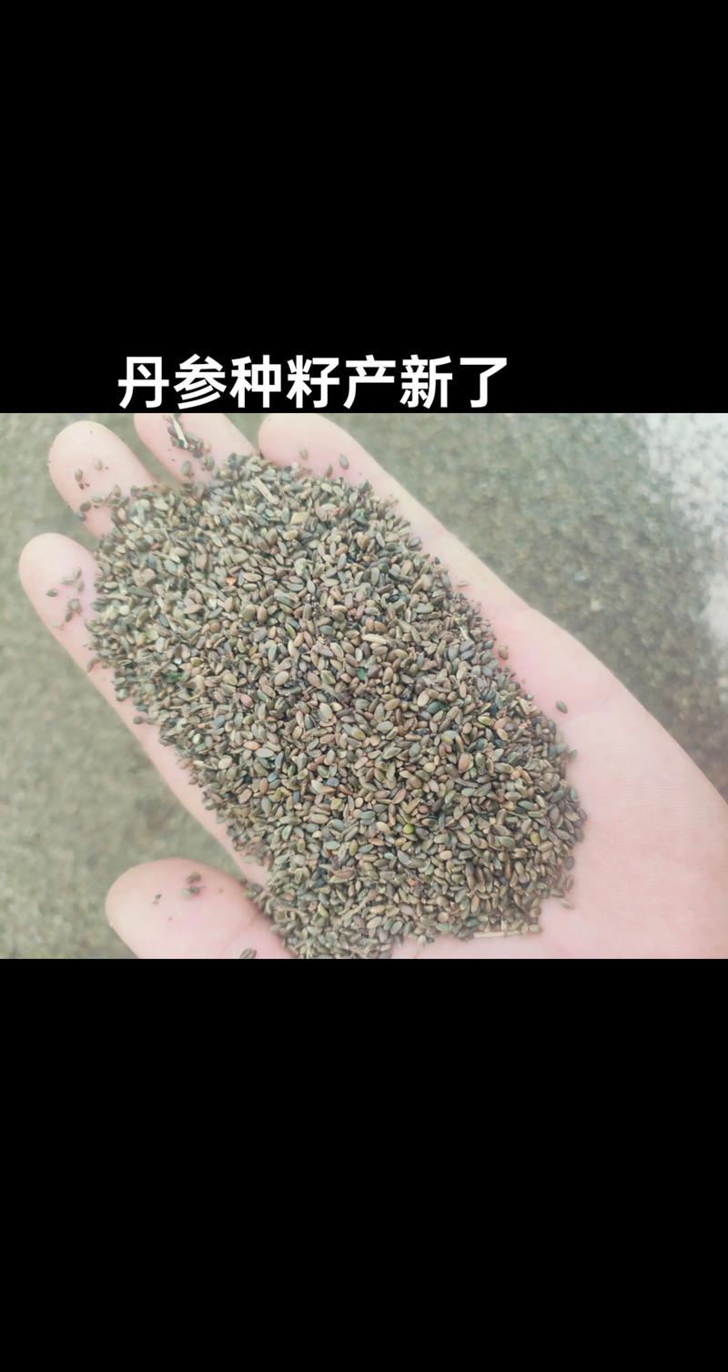 三、种根准备与栽前处理