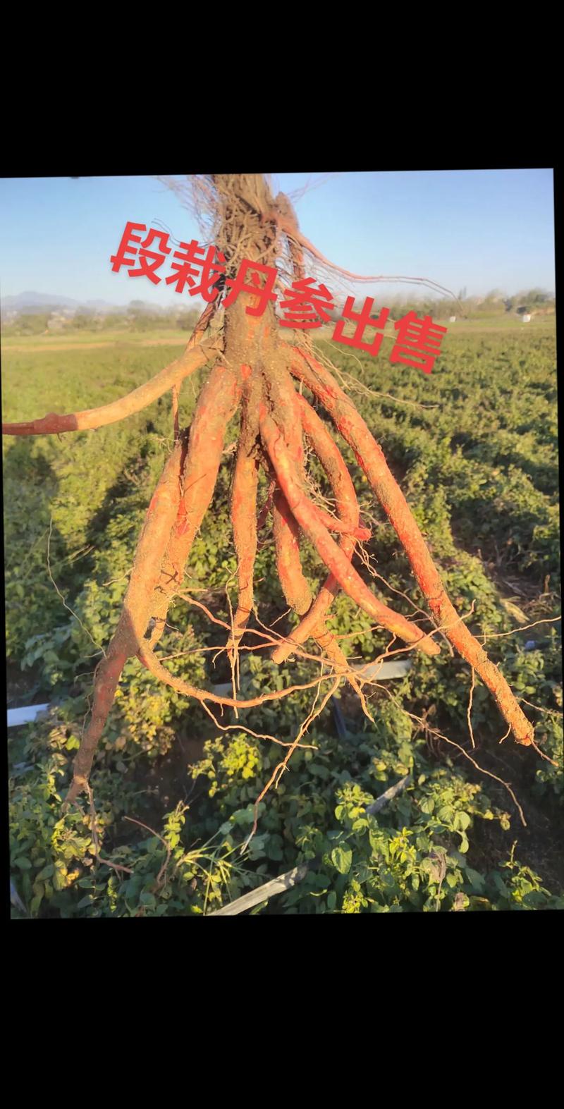 七、成活后注意事项