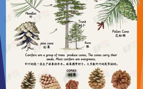 松树什么时候结果？一文读懂松树果期与结球果的养护要点