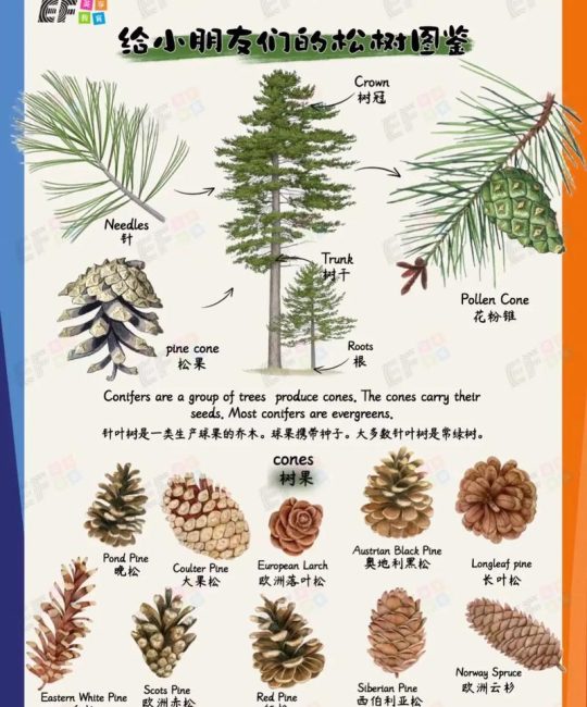 松树什么时候结果？一文读懂松树果期与结球果的养护要点