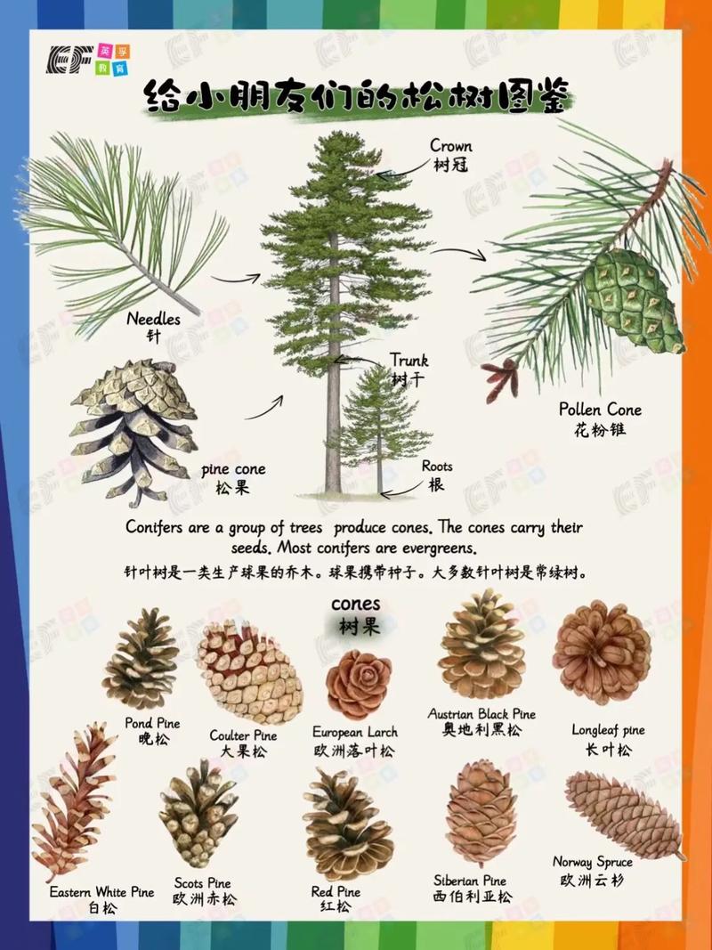 松树什么时候结果?一文读懂松树果期与结球果的养护要点 松树结果时间因品种与树龄而异,一般在 15-30 年生进入稳定结实期,球果成熟期为每年 8-11 月(以秋季为主)
