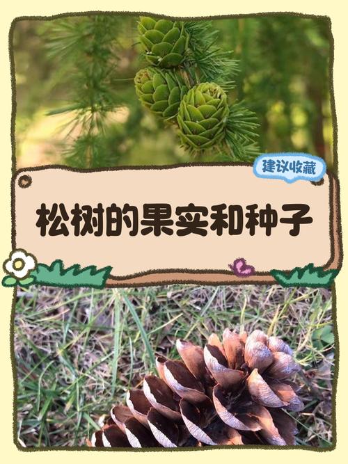 松树什么时候结果?一文读懂松树果期与结球果的养护要点 影响松树结球果的 4 大关键因素(含具体参数)