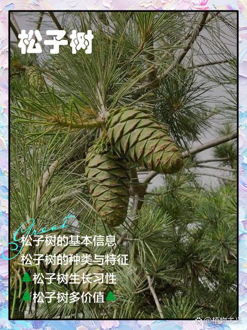 松树什么时候结果?一文读懂松树果期与结球果的养护要点 促进松树结球果的 3 个关键养护步骤(可操作细节)