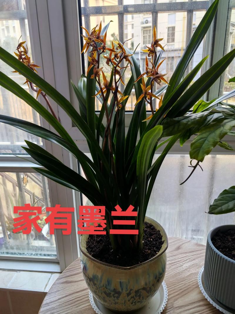 墨兰用什么花盆种比较合适?选对盆,根系旺、开花多 四、特殊环境下的选盆策略