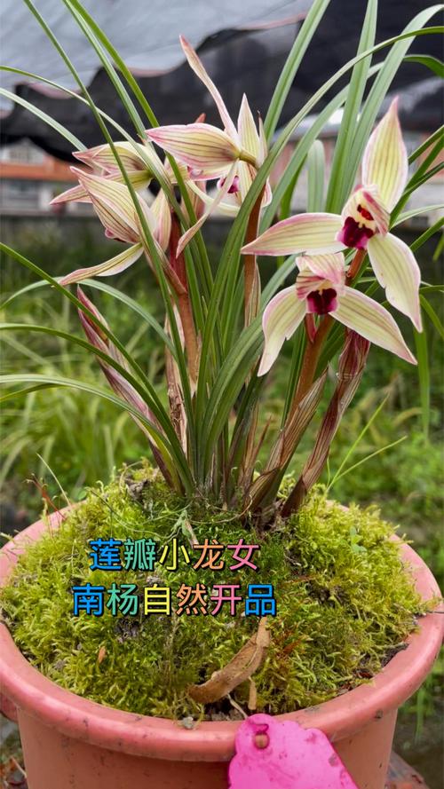 莲瓣兰小龙女多少钱一苗?2024年价格参考与影响因素分析 产地 —— 云贵川本土优势明显