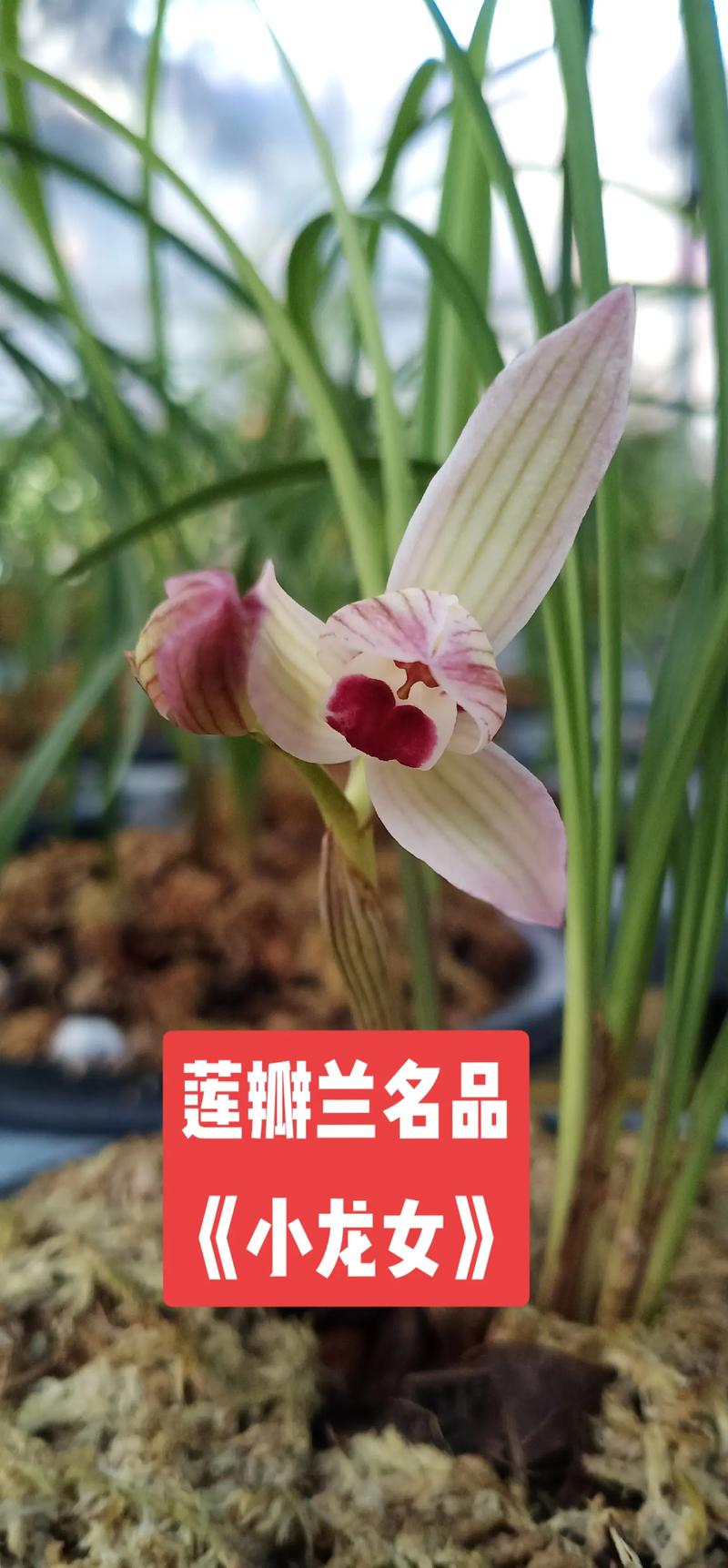莲瓣兰小龙女多少钱一苗?2024年价格参考与影响因素分析 季节 —— 春秋旺季价格上浮10%~20%