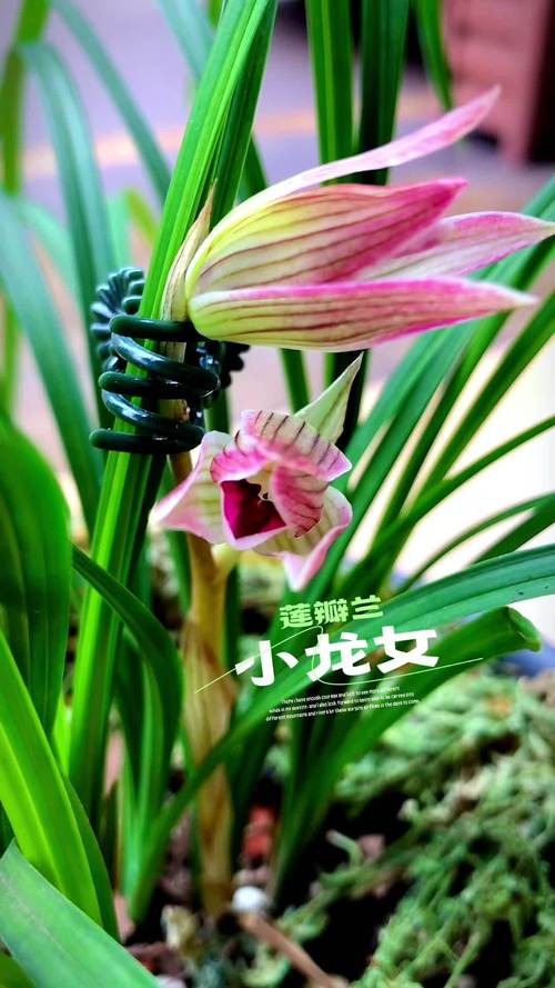莲瓣兰小龙女多少钱一苗?2024年价格参考与影响因素分析 数量 —— 批量采购可降20%~35%