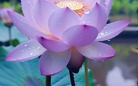 紫色荷花是什么品种？三大热门紫色荷花品种对比解析