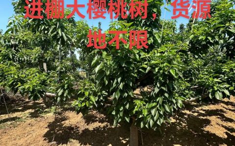 2026年樱桃树种植效益与高效管理指南