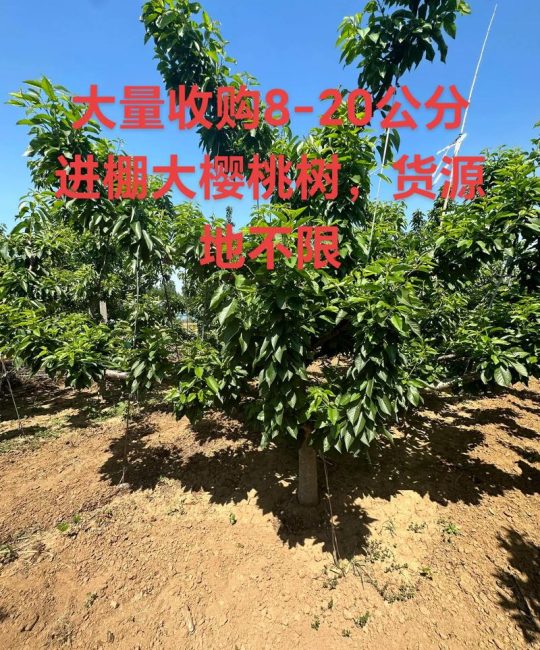 2026年樱桃树种植效益与高效管理指南