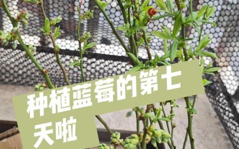 蓝莓的种植方法和管理：从选苗到丰产全攻略