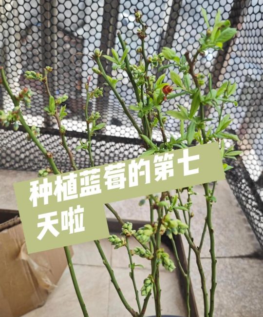 蓝莓的种植方法和管理：从选苗到丰产全攻略