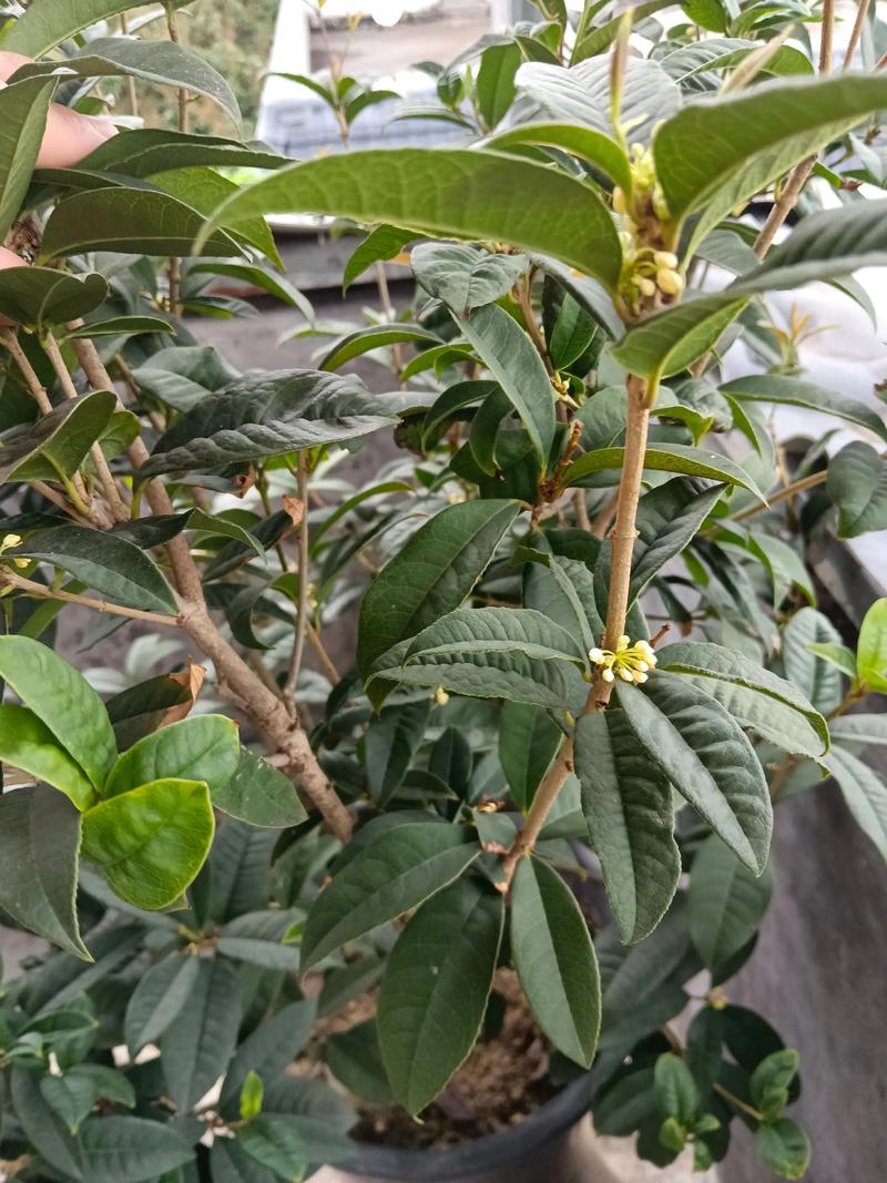 桂花树开花吗?花期果期与观赏期全解析 影响桂花树开花的关键因素