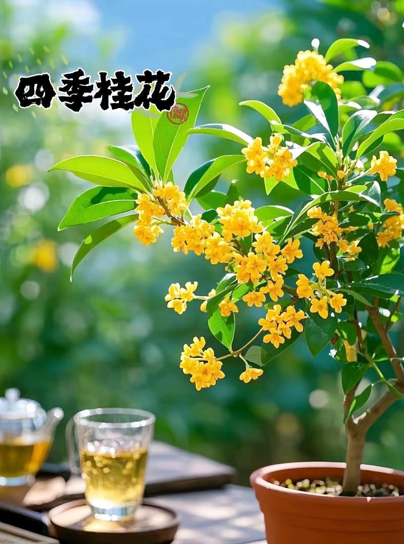 桂花树开花吗?花期果期与观赏期全解析 桂花树不开花常见原因与解决