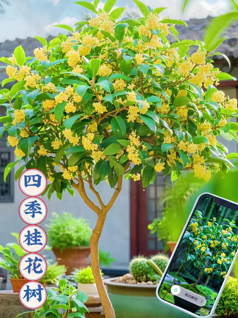 桂花树开花吗?花期果期与观赏期全解析 FAQ